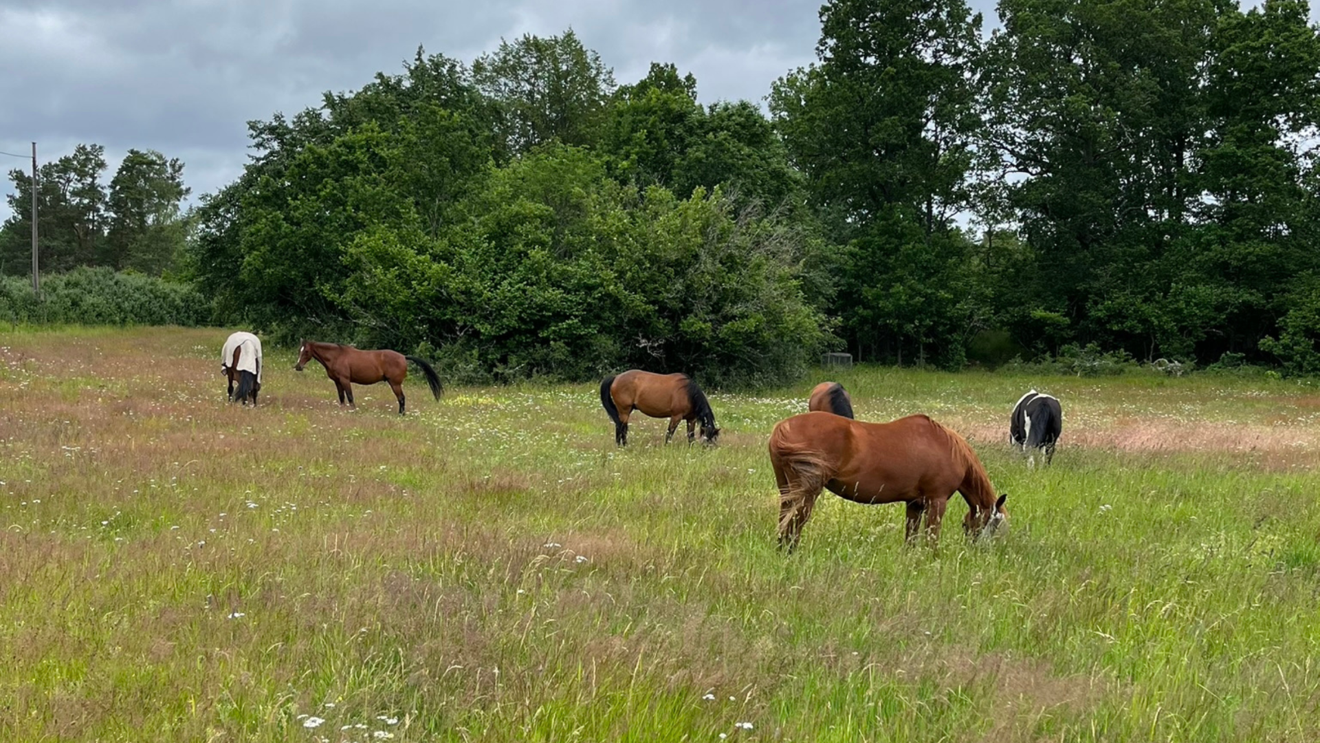 Våra hästar lever ett naturligt liv, i flock med ständig uteviselse.